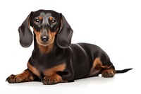 Dog dachshund sitting animal. AI generated Image by rawpixel.