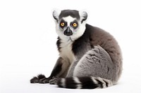 Lemur wildlife animal mammal. AI generated Image by rawpixel.