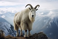 Mountain goat livestock wildlife mountain. AI generated Image by rawpixel.