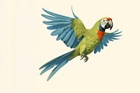 Parrot animal macaw bird. 