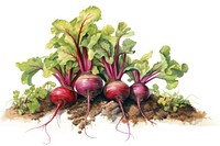 Beets plant vegetable food agriculture. AI generated Image by rawpixel.