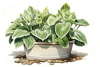 Hostas plant leaf houseplant. AI generated Image by rawpixel.