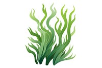 Seaweed white background wheatgrass nature. 