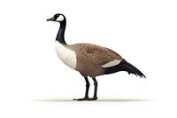 A canada goose animal bird white background. 