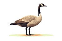 A canada goose animal bird white background. 