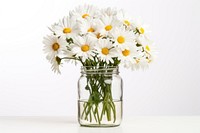 White daisy jar flower plant. 