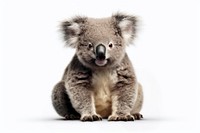 A koala wildlife mammal animal. 