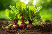 Beets plant vegetable radish garden. AI generated Image by rawpixel.