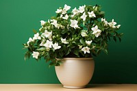 Jasmine flower plant petal. AI generated Image by rawpixel.
