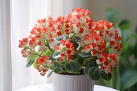 Kalanchoe blossom flower plant. AI generated Image by rawpixel.