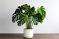 Monstera plant leaf houseplant. AI generated Image by rawpixel.
