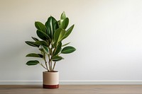 Rubber plant leaf houseplant ecosystem. AI generated Image by rawpixel.