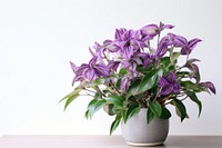Tradescantia flower plant leaf. AI generated Image by rawpixel.
