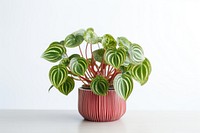 WATERMELON PEPEROMIA plant leaf houseplant. AI generated Image by rawpixel.