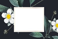 White flower frame aesthetic background