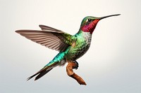 Hummingbird animal wildlife hovering. AI generated Image by rawpixel.