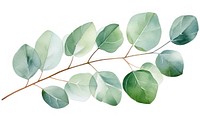 Eucalyptus leaf plant tree white background. AI generated Image by rawpixel.