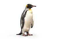 Emporer penguin animal bird white background. AI generated Image by rawpixel.