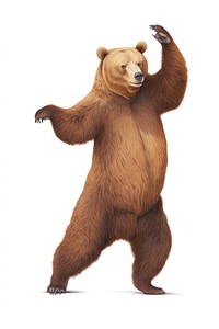 Brown bear dancing wildlife mammal white background. 