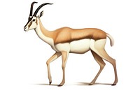 Gazelles wildlife gazelle animal. 