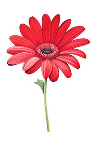 Red flower petal daisy plant. 