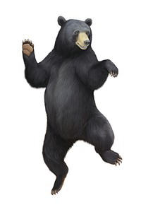 Black bear dancing wildlife mammal animal. 