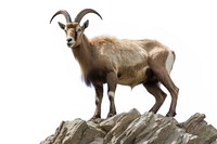 Mountain goat livestock wildlife animal. AI generated Image by rawpixel.