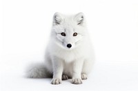Arctic fox haunting wildlife mammal animal. AI generated Image by rawpixel.