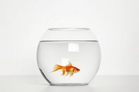 Goldfish bowl goldfish aquarium animal. 