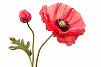 Poppy flower blossom plant white background. 