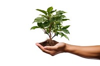 Plant planting adult leaf. AI generated Image by rawpixel.