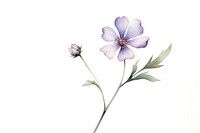 A wildflower blossom petal plant. AI generated Image by rawpixel.