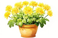 Flower chrysanths yellow plant. 