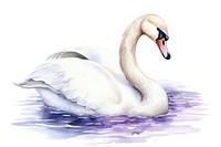 Animal swan cartoon white. 