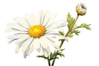 Daisy flower plant white. 