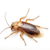 Cockroach animal insect white background. 