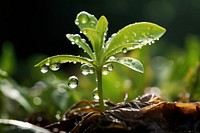 Outdoors nature plant leaf. 