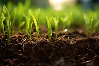 Grass soil outdoors plant. 