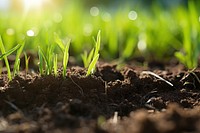 Grass soil outdoors nature. 