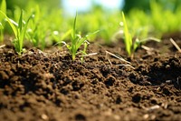 Grass soil outdoors nature. 