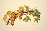 Vine grapes plant leaf. AI generated Image by rawpixel.