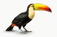 Toucan animal bird beak. 