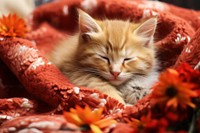 Cute kitten blanket sleeping animal. 