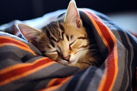 Cute kitten blanket sleeping mammal. 