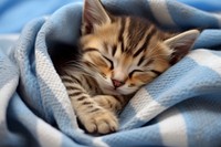 Cute kitten blanket sleeping mammal. AI generated Image by rawpixel.