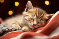 Cute kitten blanket christmas sleeping. 