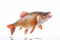 Common carp animal fish white background. AI generated Image by rawpixel.