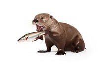 Common otter wildlife animal mammal. AI generated Image by rawpixel.