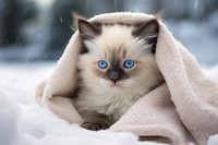 Happy Cute snowshoe kitten blanket animal mammal. 