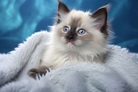 Happy Cute snowshoe kitten blanket mammal animal. AI generated Image by rawpixel.